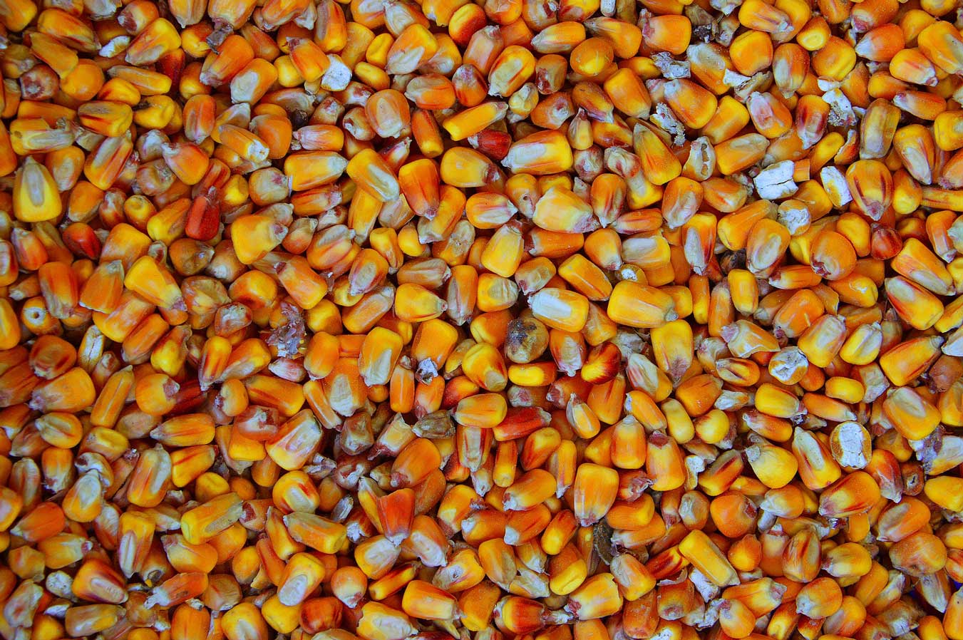 Dry Corn